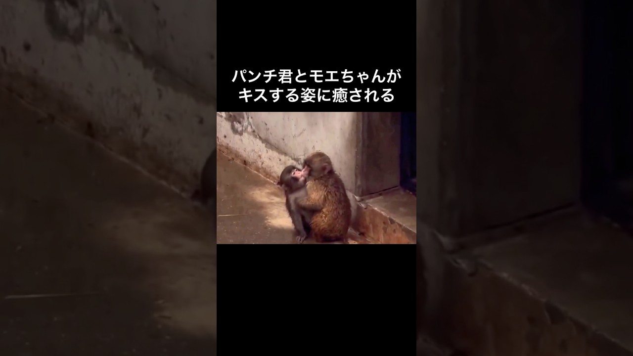 猿のパンチ君とモエちゃんがキスする姿に癒される