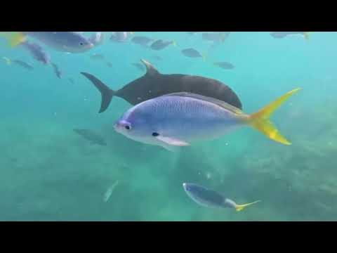 Whitsundays Siska Sailing 2022