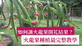 Re: [問卦] 最好種的果樹是木瓜還是香蕉？