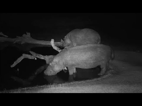 Djuma: Two Hippos comes to pan(including healing leg male) - 20:50 - 07/31/19