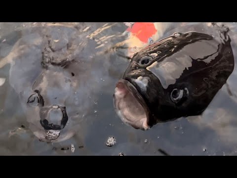 黑色鯉魚