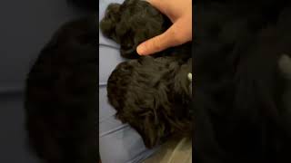 Cockapoo Puppies Videos