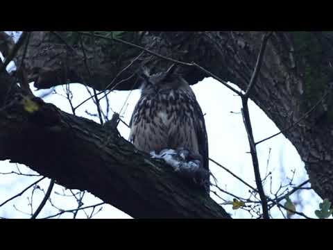 #66 Oehoe - Eurasian Eagle Owl