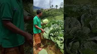 Download lagu Baru tahu ternyata begini panen sayuran kol/kubis #shorts mp3