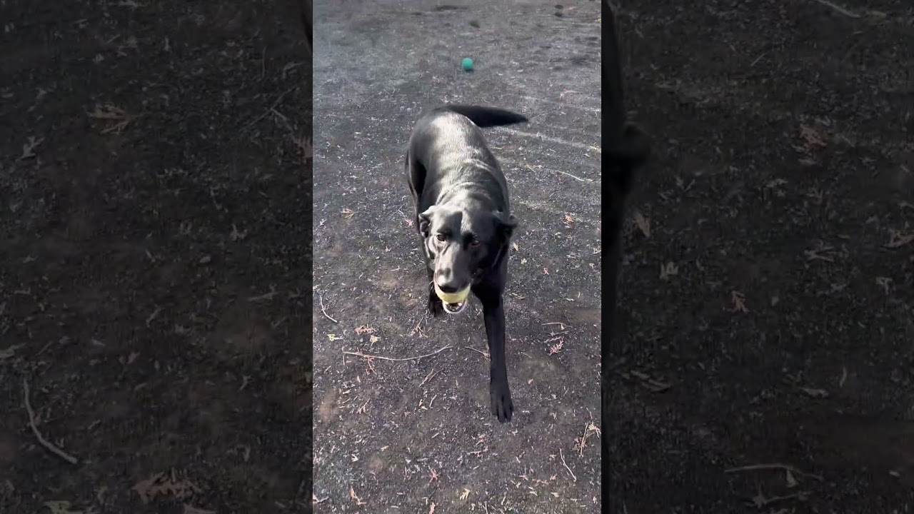 Enlarge Zoey, a Adoptable Flat-Coated Retriever in Quakertown, PA video 6/6