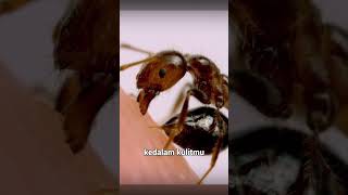 Download lagu Bukan gigitan semut yang bikin sakit, tapi ini!! 🐜 mp3