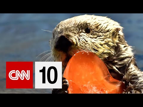 領養海獺 (Adopting Sea Otters)