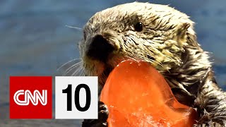 Adopting Sea Otters