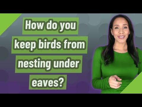 YouTube video about: How to keep birds out of barn rafters?