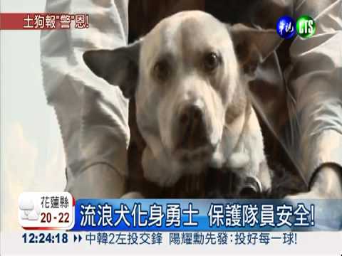 險成為"香肉" 黃狗變偵查犬報恩
