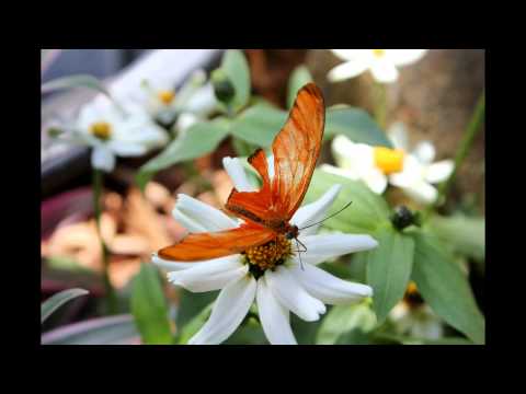 download lagu mp3 mp4 ALI PROJECT 2011 Les Papillons, download mp3 ALI PROJECT 2011 Les Papillons free downloadn, video klip ALI PROJECT 2011 Les Papillons