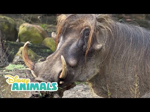 Warthogs! | Disney Animals | Disney Junior