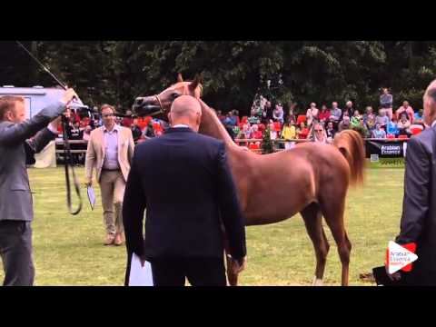 N.110 BOURHANI SHARIFA - Bruges 2015 International - Yearling Fillies (Class 101A)