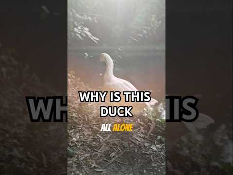 Lonely Duck Walking Alone  | Heartwarming Animal Story    #shorts #duck #duckstory