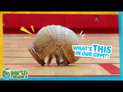 Who’s This Creature Running Around Our School?? | 🏐 Earth Rangers