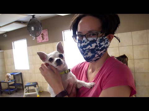 Employee with Autism Finds Perfect Fit at Doggy Daycare