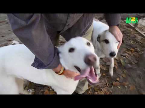 Dodo Heroes | Ep3 preview #1 | The Nowzad Mission