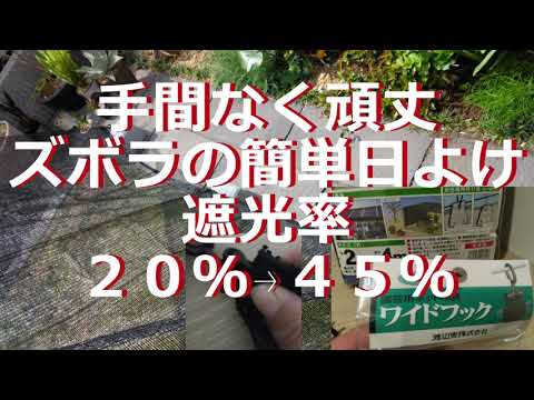 日よけ用の鉢植え:最も美しい5種 庭の練習