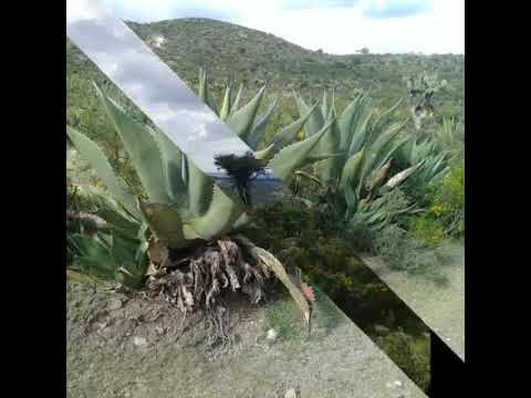 Los recuerdos de mi rancho