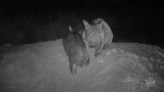 Find a New Home for the Northern Hairy Nosed Wombats- Pozible Campaign