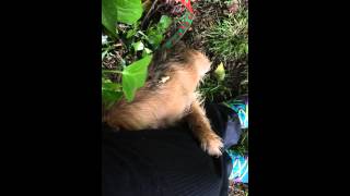 Mavis caught out in her first thunder storm