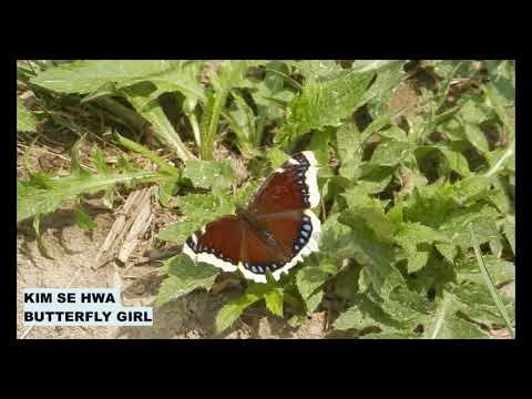 김세화 - 나비소녀 (1978) / Kim Se Hwa- Butterfly Girl (English Lyrics)