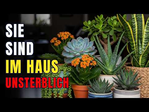 7 Sukkulenten, die NIEMALS eingehen — Nummer 1 überlebt sogar MONATE ohne Wasser!