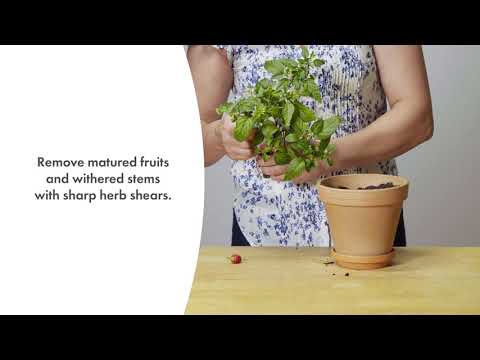 Click&amp;Grow Vaisių ir daržovių mišinys 9 vnt. video