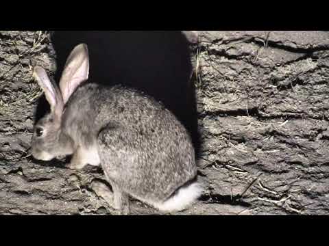 Djuma: Scrub Hare digging for dinner - 22:21 - 09/28/18