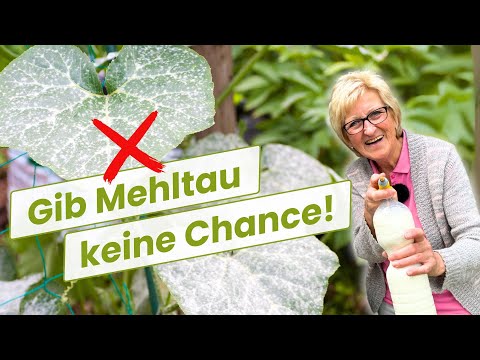 4 effective home remedies for powdery mildew (prevention & control)