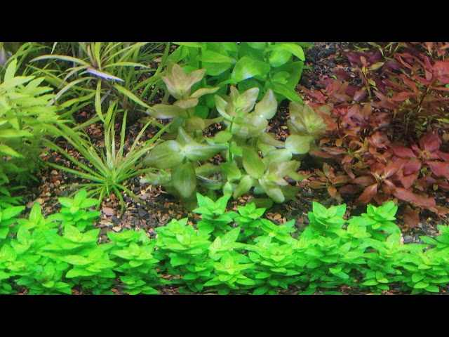 Planted Tank Update #26