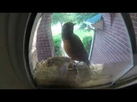 American Robin Bird Nest Babies - Timelapse 6 of 7