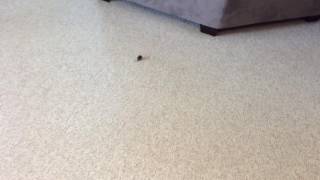 I found a baby mouse in my basement! I let him go