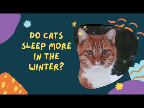 Do Cats Sleep More in Winter? 🤔❄️ (Why & How Many Hours Kitties Sleep When It's Cold & Rainy)