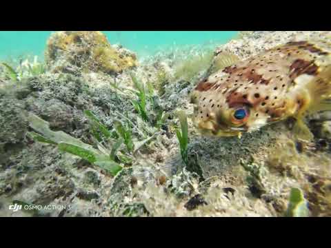 Snorkelling in Negril Jamaica (4) on the Riu Negril beach Bloody Bay