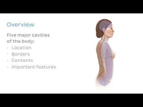 Cavities of the body . Learn here the cavities of the human body.