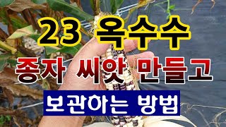 [텃밭농부. 1,226]  옥수수 종자 씨앗 만들고 보관하는 방법 #옥수수재배 #옥수수종자