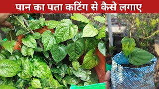 How to grow betel vine quickly How to grow betel leaf in pot #betelleafplant #betelleaf