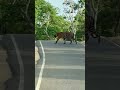 Tiger Road Crossing Masinagudi Ooty Road