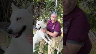 Video preview image #1 Siberian Husky Puppy For Sale in Pasadena, CA, USA