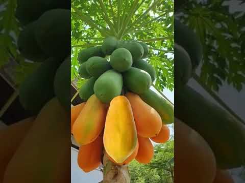 Short#fruits #mamão#papaya#shortviral