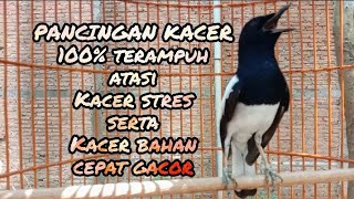 Download lagu PANCINGAN TERAMPUH KACER STRES KACER BAHAN CEPAT G... mp3