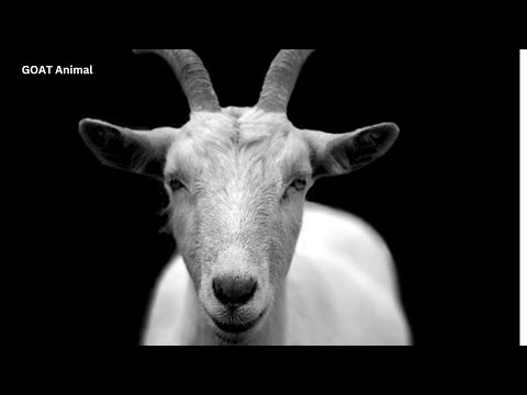 Goat -  Physical Characteristics - Habitat - Diet - Behavior - 101 Facts #cuteanimals