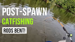 Live and Cut Bait for Post Spawn Catfish
