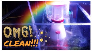 Major Sump Clean for a Healthy Tank!