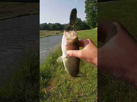 Nice little guy on the Bull￼gill! #beats #fishing #fyp #bass #fishingvideo