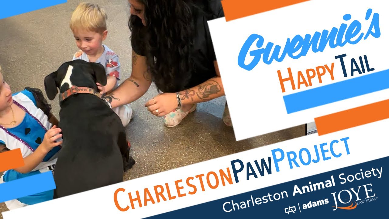 Charleston Paw Project Happy Tails: Gwennie’s Story