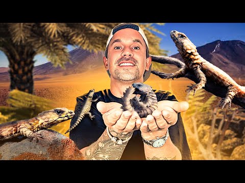 THE LIZARD OF MY DREAMS HAS ARRIVED! (really very rare 😎) - TOOPET