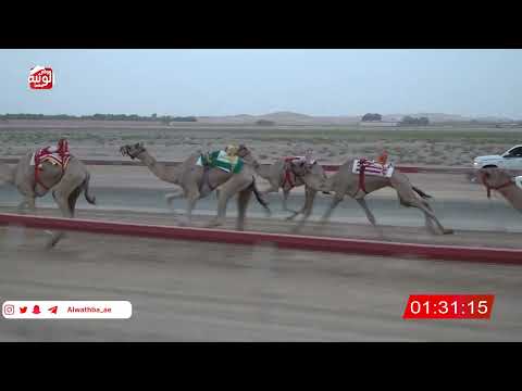  ش 2 (ملفت) لـ محمد سالم بن ناصر النعيمي 4:37 ، مهرجان العين 2026/08/04 لقايا سويحان