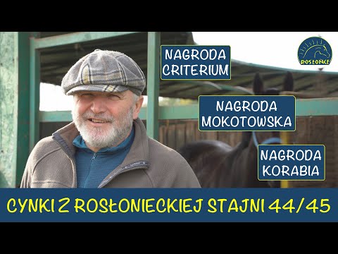 Cynki Adam Wyrzyk 44 i 45 dzień wyścigowy Nagroda Criterium Mokotowska Korabia Tor Służewiec